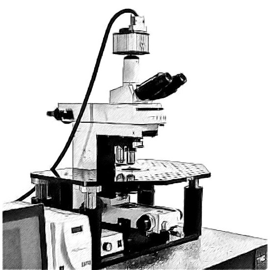 Nikon FN1 Microscope