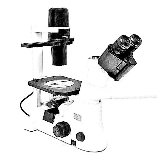 Nikon TS100 Microscope