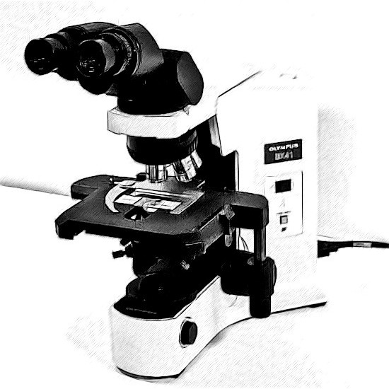 Olympus BX41 Microscope