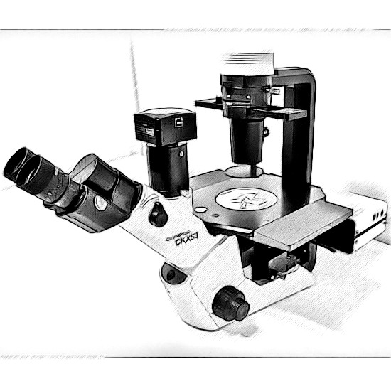 Olympus CKX53 Microscope